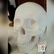 Teschio skull